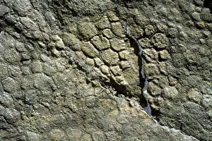 Hadrosaurs: Dinosaurs - Impression of skin of a Hadrosaur