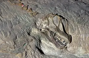 Sauropod: Dinosaurs - Sauropods - Camarasaurus: skull