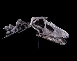 Diplodocus: Dinosaurs - Sauropods - Diplodocus (Skull)