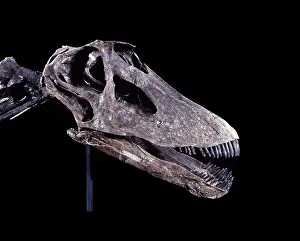 Diplodocus: Dinosaurs - Sauropods - Diplodocus (Skull)