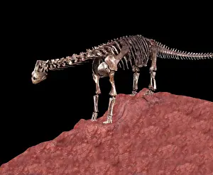 Sauropod: Dinosaurs - Sauropods, skeleton