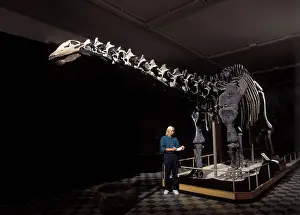 Sauropod: Dinosaurs - SauropodsApatosaurus (formerly known