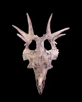 Ceratopsians: Dinosaurs - Styracosaurus skull - Ceratopsians
