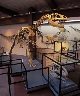 Allosaurus: Dinosaurs - Theropods - Allosaur (carnivorous dinosaur)