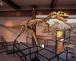Allosaurus: Dinosaurs - Theropods - Allosaur (was a carnivorous