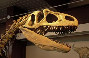 Allosaurus: Dinosaurs - Theropods - Allosaurus. Skull, detail