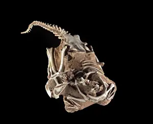 Gracilis: Dinosaurs - Theropods - Conchoraptor juvenile