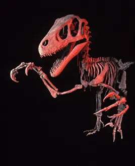 Theropods: Dinosaurs - Theropods - Dromaeosaurs - Utahraptor