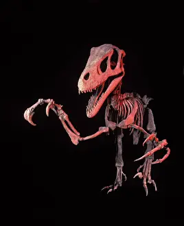 Theropods: Dinosaurs - Theropods - Dromaeosaurs - Utahraptor
