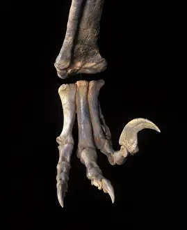 Theropods: Dinosaurs - Theropods - Dromaeosaurs - Utahraptor: