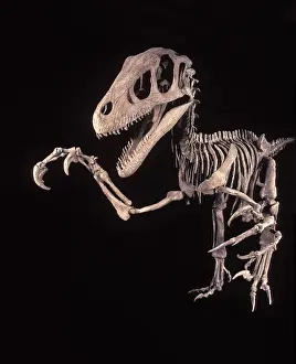 Reconstruction: Dinosaurs - Theropods - Dromaeosaurs - Utahraptor