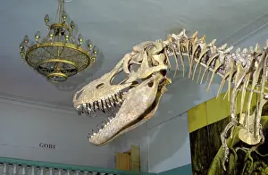 Dinosaurs - Theropods: Tarbosaurus
