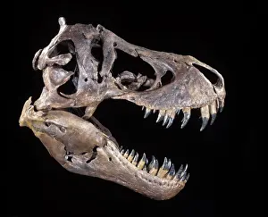 Tyrannosaurus: Dinosaurs - Theropods - Tyrannosaurus rex skull