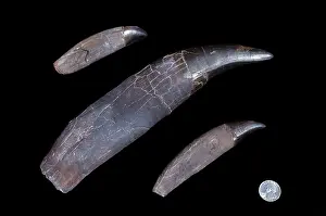 Tyrannosaurus: Dinosaurs - Theropods - Tyrannosaurus rex teeth