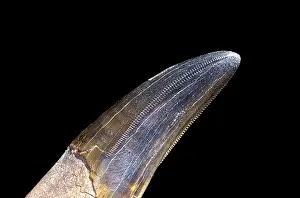 Theropods: Dinosaurs - Theropods - Tyrannosaurus rex tooth