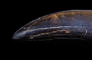 Tyrannosaurus: Dinosaurs - Theropods - Tyrannosaurus rex tooth