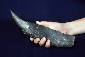 Tyrannosaurus: Dinosaurs - Theropods - Tyrannosaurus rex tooth