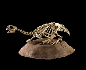 Gracilis: Dinosaurs - Threropods