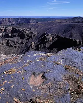 Theropods: Dinosaurs - Tracks - Footprint of a Theropod Dinosaur