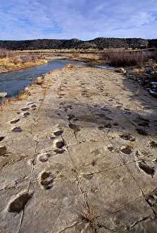 Trackways: Dinosaurs - Tracks - Five parallel trackways of