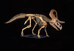 Ceratopsian: Dinosaurs - Zuniceratops, a Ceratopsian dinosaur