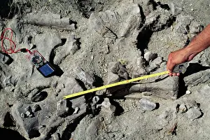 Diplodocus: Diplodocus Caudal vertebrae