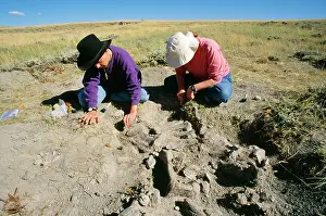 Diplodocus: Diplodocus - ecavating tail bones, Morrison formation