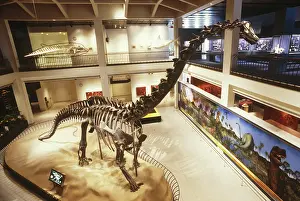 Diplodocus: Diplodocus Skeleton