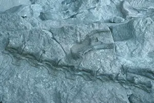 Diplodocus: Diplodocus Tail