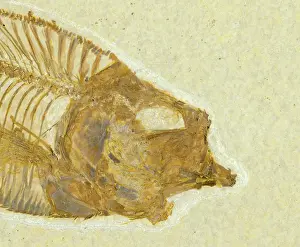 Kemmerer: Diplomystus dentatus Fossil