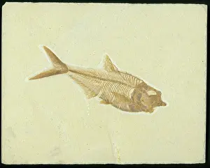 Shale: Diplomystus dentatus Fossil