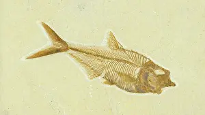 Shale: Diplomystus dentatus Fossil