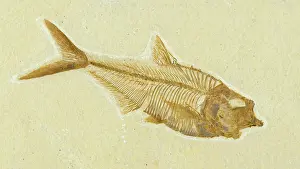 Shale: Diplomystus dentatus Fossil
