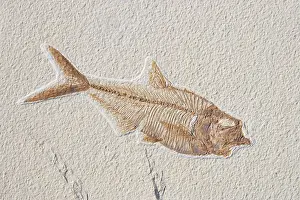 Shale: Diplomystus dentatus Fossil