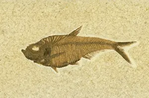 Shale: Diplomystus dentatus Fossil