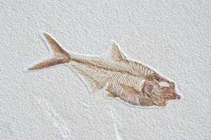 Shale: Diplomystus dentatus Fossil