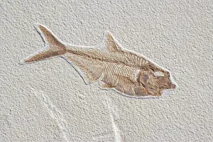 Shale: Diplomystus dentatus Fossil