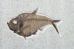 Shale: Diplomystus dentatus Fossil
