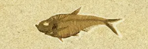 Shale: Diplomystus dentatus Fossil