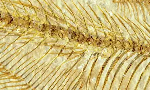 Shale: Diplomystus dentatus Ribs