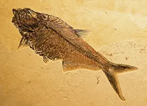 Diplomystus: Diplomystus Fossil Fish
