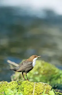 Dippers: DIPPER