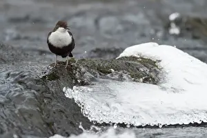 Dipper: Dipper