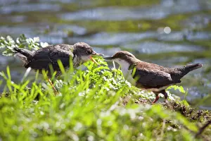 Arnoia: Dipper adult feeding chick at river Arnoia River