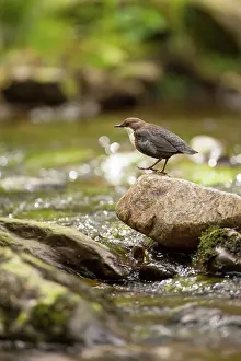Sparkling: Dipper adult by stream spring