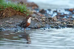 Dippers: Dipper adult in water spring