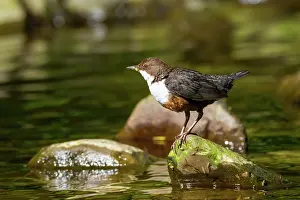 Dippers: Dipper adult by water spring