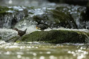 Begging: Dipper (Cinclus cinclus) adult hunting on a fast flowing riv
