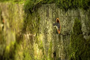Pipe: Dipper (Cinclus cinclus) baby emerging from its nest in a pi