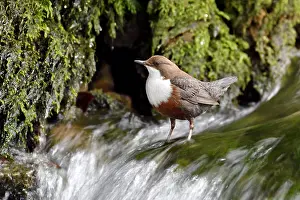 Doubs: Dipper (Cinclus cinclus) in the brook of the Creuse